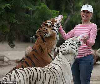 21976612-7769649-Wildlife_conservationist_Patty_Perry_pictured_was_attacked_by_tw-m-18_1575830353317
